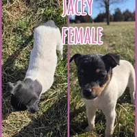 Jacey, a female Rat Terrier for sale in Hillsboro, KS – Photo 2 of 4