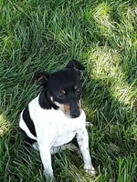 Jacey, a female Rat Terrier for sale in Hillsboro, KS – Photo 4 of 4