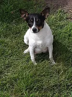 Jacey, a female Rat Terrier for sale in Hillsboro, KS – Photo 3 of 4