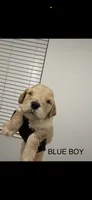 Golden doodle , a female Goldendoodle for sale in San Bernardino, CA – 8 of 10