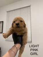Golden doodle , a female Goldendoodle for sale in San Bernardino, CA – 6 of 10