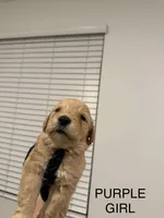 Golden doodle , a female Goldendoodle for sale in San Bernardino, CA – 5 of 10
