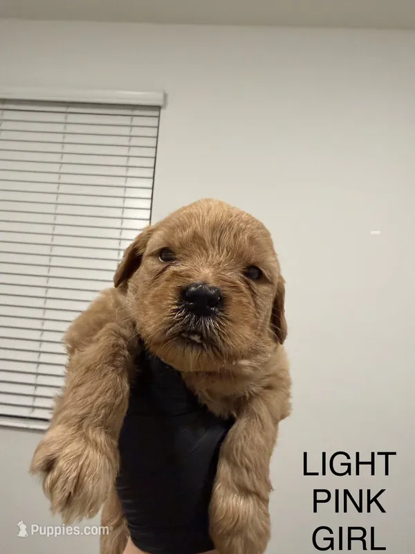 Golden doodle  – Goldendoodle puppy for sale in San Bernardino, CA