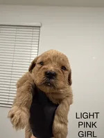 Golden doodle , a female Goldendoodle for sale in San Bernardino, CA – 1 of 10