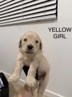 Golden doodle , a female Goldendoodle for sale in San Bernardino, CA – 4 of 10
