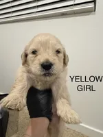 Golden doodle , a female Goldendoodle for sale in San Bernardino, CA – 9 of 10