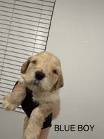 Golden doodle , a female Goldendoodle for sale in San Bernardino, CA – 7 of 10