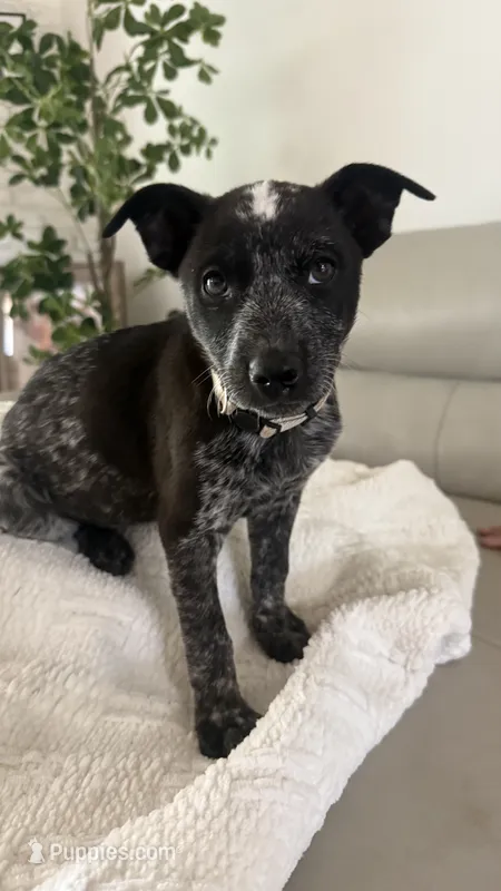 White – Australian Cattle Dog puppy for sale in Norco, CA