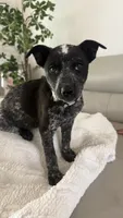 White, a female Australian Cattle Dog for sale in Norco, CA – 1 of 6