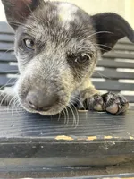 Purple, a female Australian Cattle Dog for sale in Norco, CA – 5 of 5
