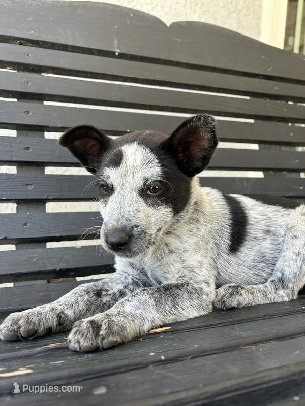 Blue  – Australian Cattle Dog puppy for sale in Norco, CA