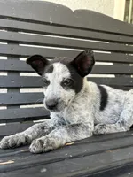 Blue , a male Australian Cattle Dog for sale in Norco, CA – 1 of 4