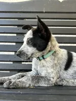 Blue , a male Australian Cattle Dog for sale in Norco, CA – 4 of 4