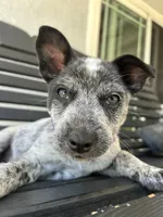 Purple, a female Australian Cattle Dog for sale in Norco, CA – 3 of 5