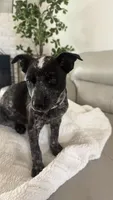 White, a female Australian Cattle Dog for sale in Norco, CA – 4 of 6