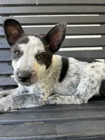 Blue , a male Australian Cattle Dog for sale in Norco, CA – 2 of 4