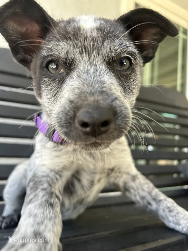 Purple – Australian Cattle Dog puppy for sale in Norco, CA