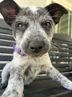 Purple, a female Australian Cattle Dog for sale in Norco, CA – 1 of 5