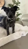 White, a female Australian Cattle Dog for sale in Norco, CA – 5 of 6
