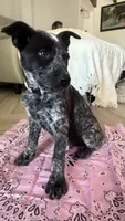 White, a female Australian Cattle Dog for sale in Norco, CA – 3 of 6