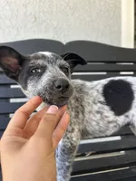 Purple, a female Australian Cattle Dog for sale in Norco, CA – 4 of 5
