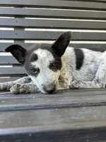 Blue , a male Australian Cattle Dog for sale in Norco, CA – 3 of 4