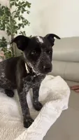 White, a female Australian Cattle Dog for sale in Norco, CA – 2 of 6