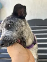 Purple, a female Australian Cattle Dog for sale in Norco, CA – 2 of 5