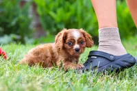 Ollie, a male Cavalier King Charles Spaniel for sale in Baltic, OH – 7 of 9