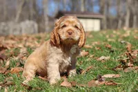 Charlie, a male Cocker Spaniel for sale in Baltic, OH – Photo 3 of 5
