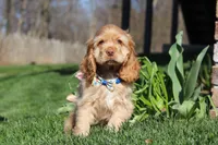 Charlie, a male Cocker Spaniel for sale in Baltic, OH – Photo 6 of 6