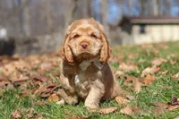 Charlie, a male Cocker Spaniel for sale in Baltic, OH – Photo 1 of 5