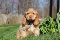 Charlie, a male Cocker Spaniel for sale in Baltic, OH – Photo 2 of 6