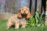 Charlie, a male Cocker Spaniel for sale in Baltic, OH – Photo 5 of 6