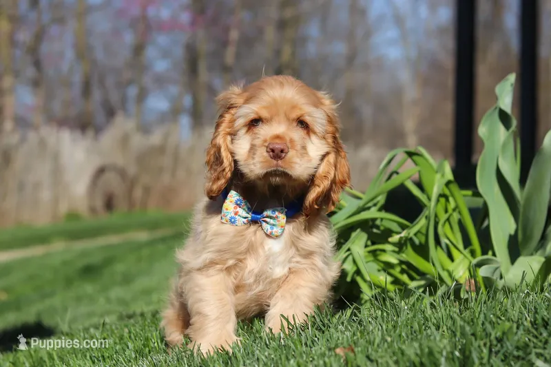 Charlie – Cocker Spaniel puppy for sale in Baltic, OH