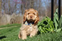 Charlie, a male Cocker Spaniel for sale in Baltic, OH – Photo 1 of 6