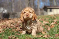 Charlie, a male Cocker Spaniel for sale in Baltic, OH – Photo 5 of 5