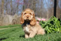 Charlie, a male Cocker Spaniel for sale in Baltic, OH – Photo 3 of 6