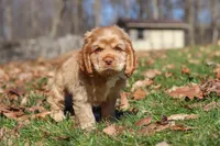 Charlie, a male Cocker Spaniel for sale in Baltic, OH – Photo 4 of 5