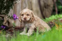Chase, a male Cocker Spaniel for sale in Baltic, OH – 3 of 7