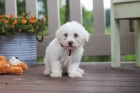 Koda, a male Bichon Frise for sale in Baltic, OH – 3 of 5