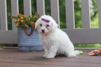 Remi, a female Bichon Frise for sale in Baltic, OH – 5 of 5