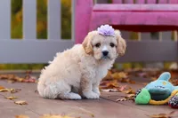 Rosie, a female Cavachon for sale in Baltic, OH – 4 of 10