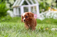 Ollie, a male Cavalier King Charles Spaniel for sale in Baltic, OH – 8 of 9