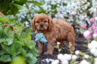 Holden, a male Cavalier King Charles Spaniel for sale in Baltic, OH – 5 of 9