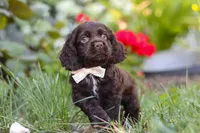Denver, a male Cocker Spaniel for sale in Baltic, OH – 9 of 10