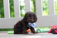 Charlie, a male Cocker Spaniel for sale in Baltic, OH – 5 of 9