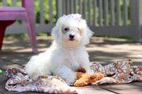 Mochi, a female Bichon Frise for sale in Baltic, OH – 5 of 9