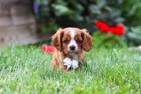 Charlie, a male Cavalier King Charles Spaniel for sale in Baltic, OH – 6 of 8