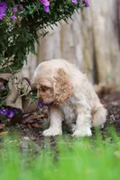 Chase, a male Cocker Spaniel for sale in Baltic, OH – 4 of 7